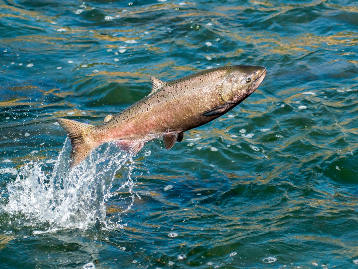 Abb. 16: Supercaliphotolistic - Lachs - canva.com.