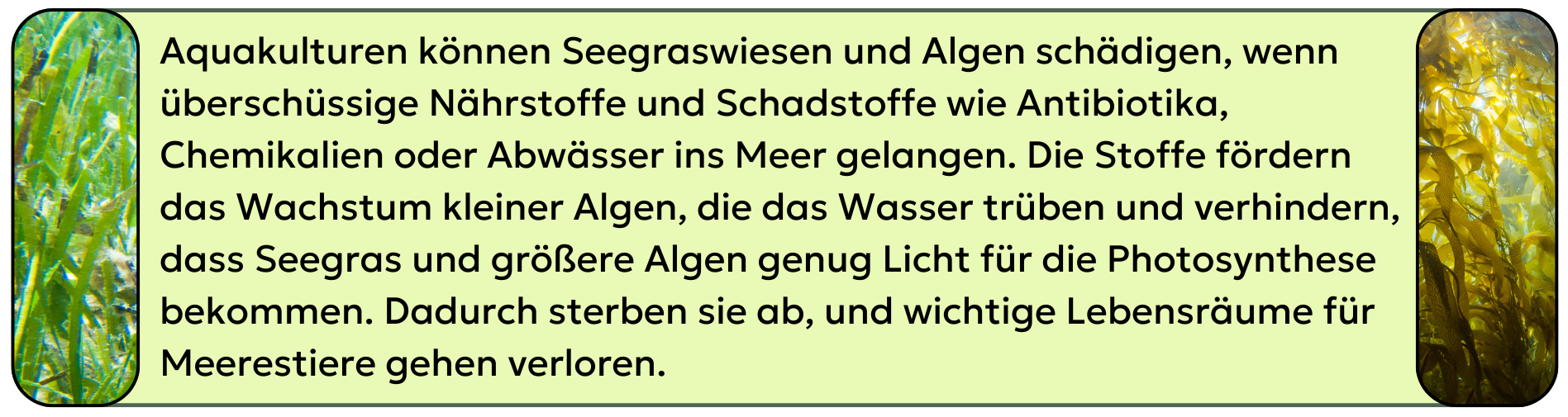 Abb. 13: mycelia gGmbH - Belastung der Seegraswiesen, Algenwälder und Mangrovenwälder durch Aquakultur - CC BY-SA.