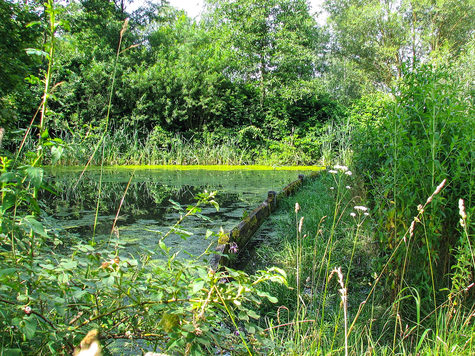 Abb. 10: Andreas Lippold - Schwenninger Moos, Regenmoor - CC BY-SA 4.0.