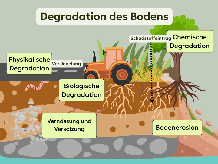 Abb. 9: mycelia gGmbH - Degradation des Bodens - canva.com/ CC BY-SA.