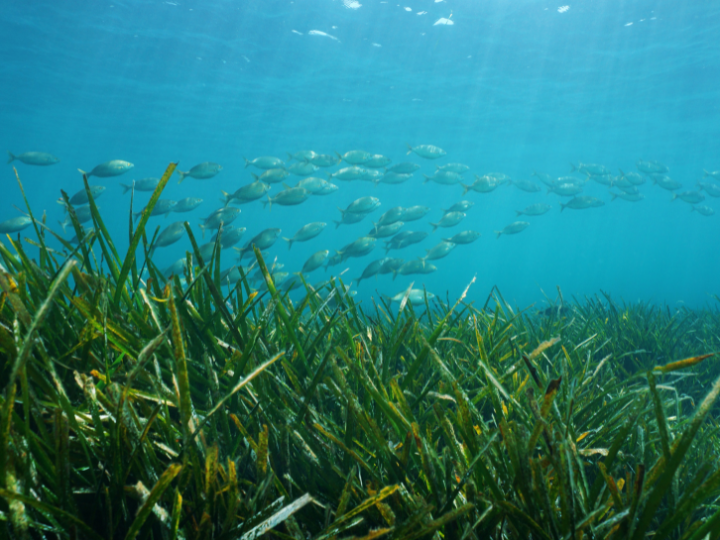 Abb. 24: Damocean - Ein Fischschwarm im Seegras - canva.com.