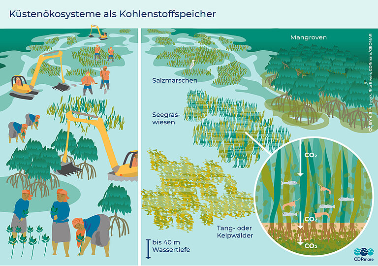 Abb. 12: Rita Erven, CDRmare/GEOMAR - Küstensysteme als Kohlenstoffspeicher - Individuelle Nutzungsgenehmigung.&nbsp;