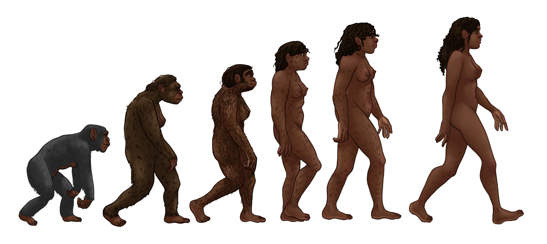 Abb. 4: Stadtpflaenzchen - Die weibliche menschliche Evolution - CC0 1.0.