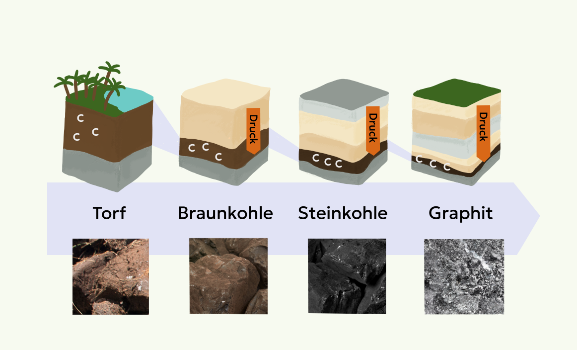 Abb. 4: mycelia gGmbH - Entstehung von Kohle - CC BY-SA.