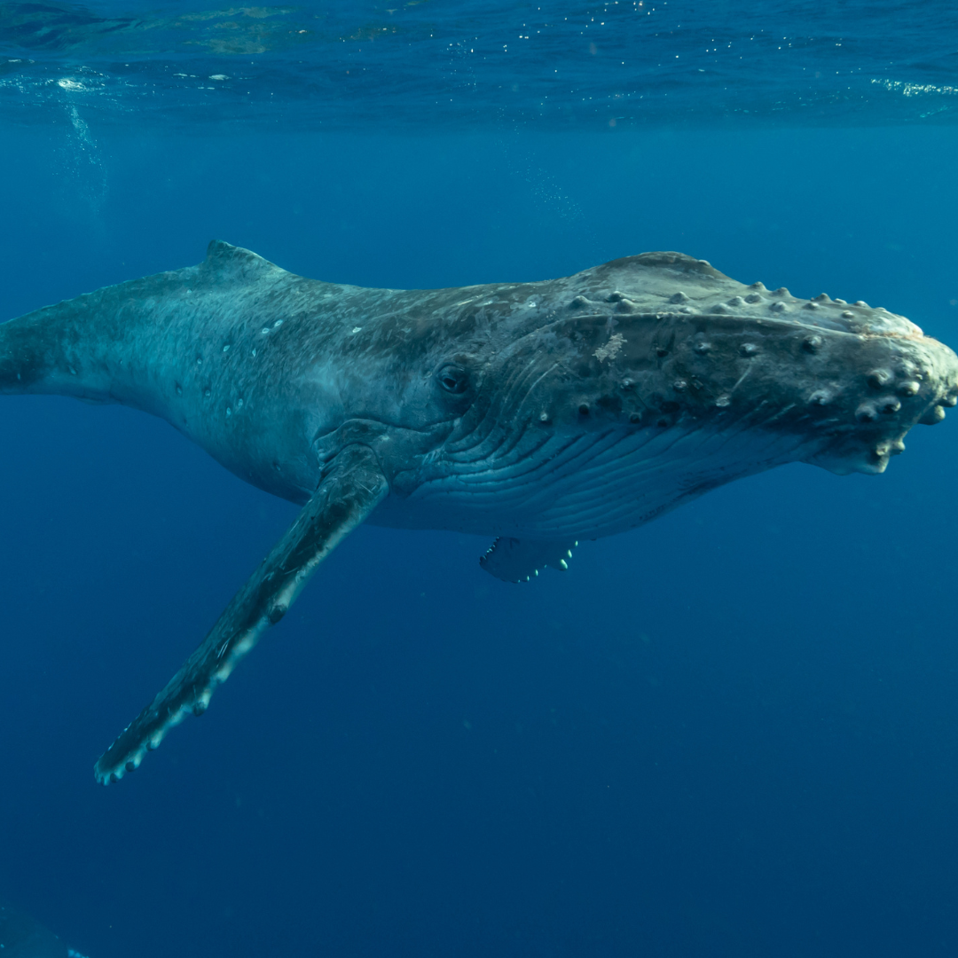 Abb. 7: UWPhotog - Humpback Whale - canva.com. Von Getty Images.