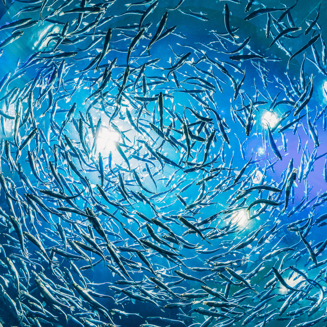 Abb. 8: Harrison Haines - Underwater Photography of fish - canva.com.