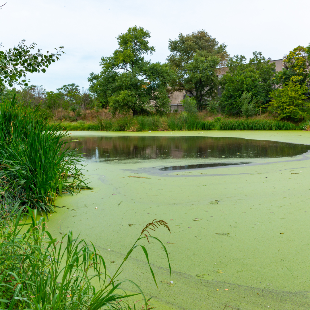 Abb. 3: Oleg Kovtun - Eutrophic settling pond overgrown with aquatic plants Piscia and duckweed - canva.com.