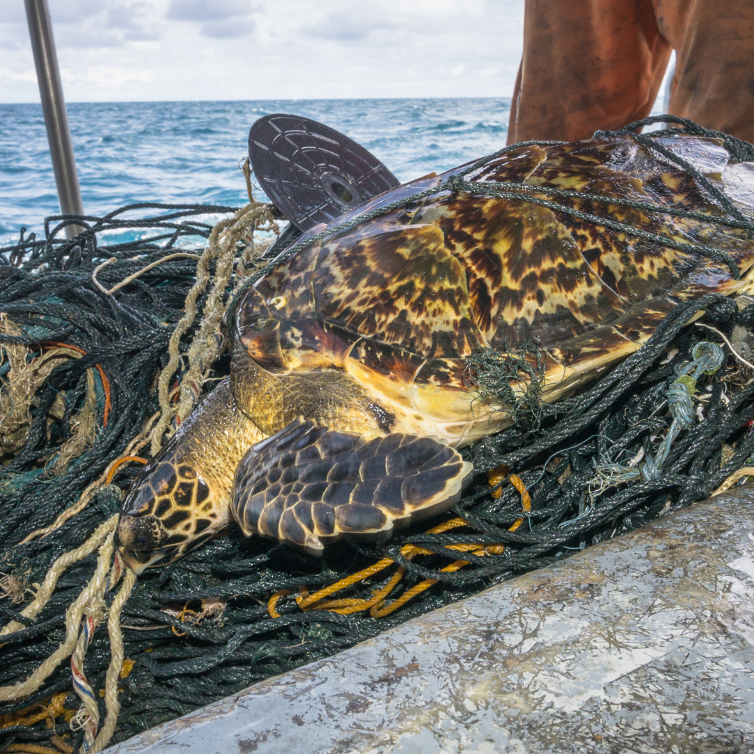 Abb. 22: Plascebo365 - Schildkröter als ungewollter Beifang - canva.com. 